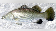 Asian Sea Bass