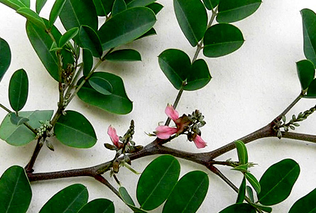 Auri Leaf closer view