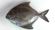 Black Pomfret