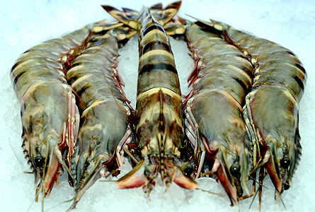 Black Tiger Prawn