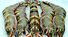 Black Tiger Prawn