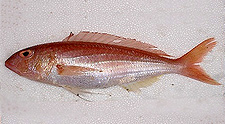 Bleeker’s Threadfin-Bream