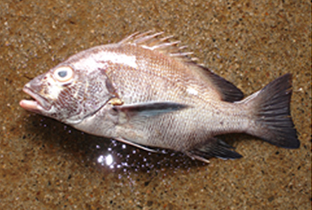 Blubberlip Snapper