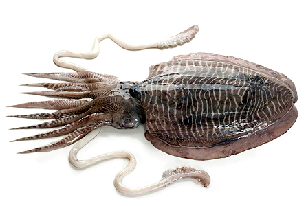 Cuttlefish