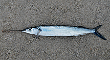 Garfish