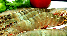 Green Tiger Prawn