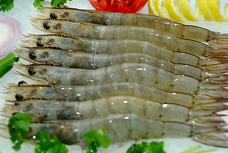 Indian White Prawn