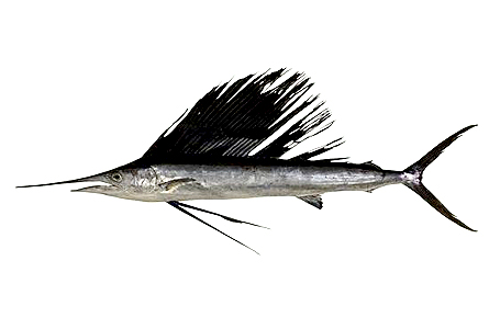 Indo-Pacific Sailfish, Pacific Sailfish