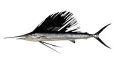 Indo-Pacific Sailfish