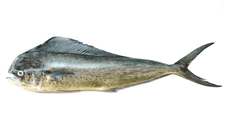 Mahi Mahi