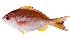 Pinjalo Snapper