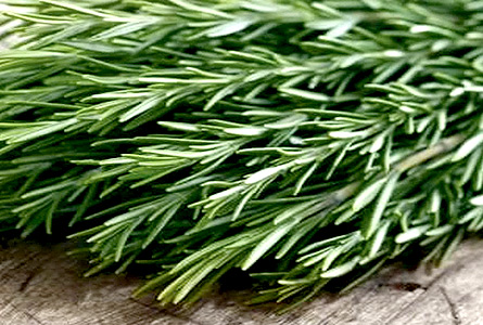 Rosemary closer view