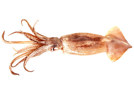 Semi Needle Squid