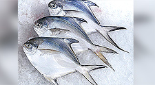 Silver Pomfret