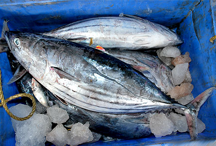 Skipjack Tuna