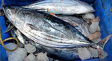 Skipjack-Tuna