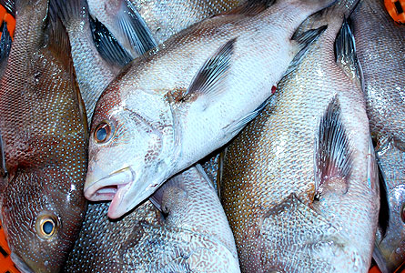 Snapper In Group