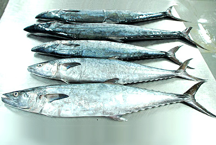 Spanish Mackerel