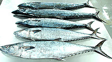 Spanish Mackerel