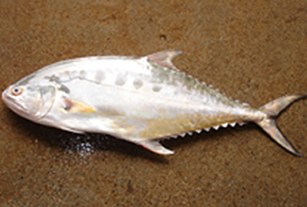 Talang Queenfish