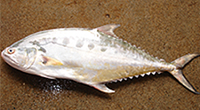 Talang Queenfish