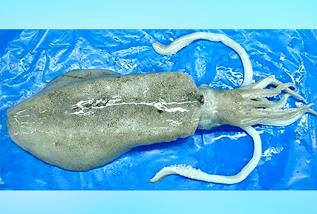 Thondi Squid