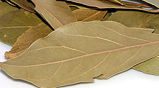 Bay Leaf