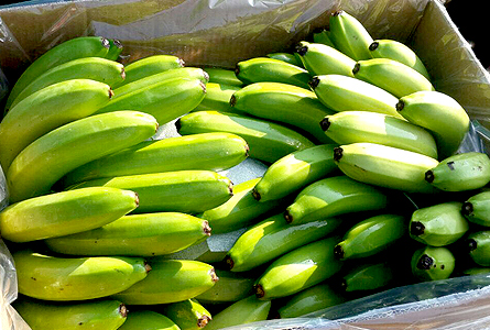 Tri Tee Global Inc cavendish banana closer view