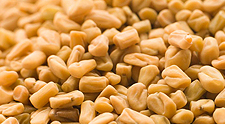 Fenugreek