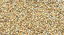 Green Millet