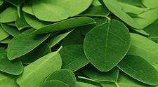 Moringa Leaf