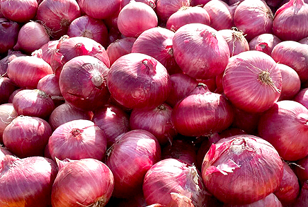 Tri Tee Global Inc onion closer view