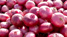 Onion