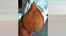 Semi Husked Coconut