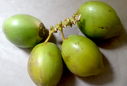 Tri Tee Global Inc tender coconut closer view