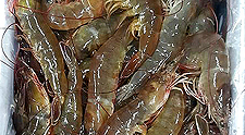 Vannamei Shrimps