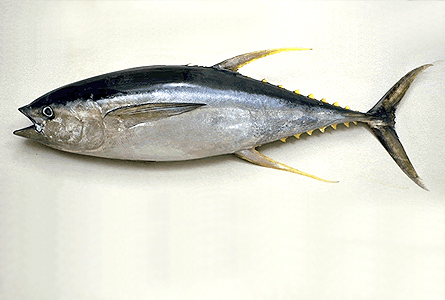 Yellowfin Tuna