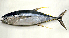 Yellowfin Tuna